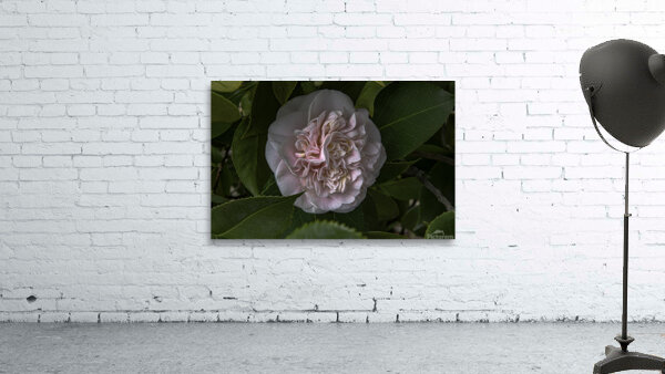 FLO 00460 Wall Preview
