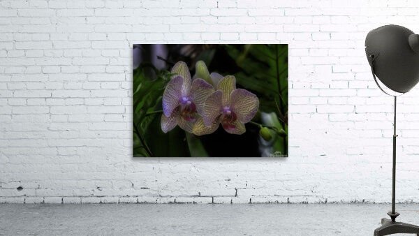 FLO 00451 Wall Preview