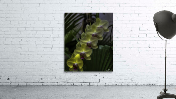FLO 00450 Wall Preview