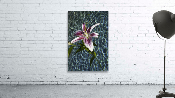FLO 00428 Wall Preview