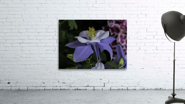 FLO 00445 Wall Preview