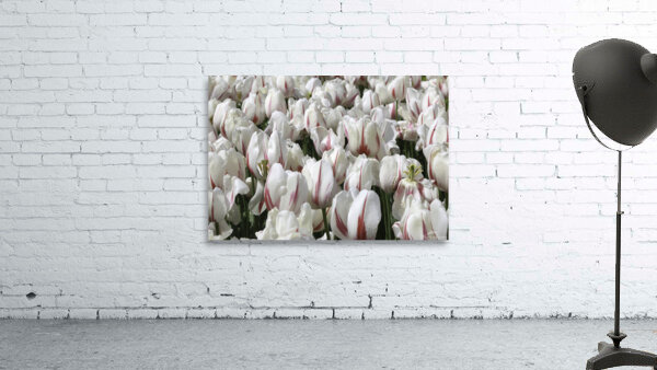 FLO 00438 Wall Preview
