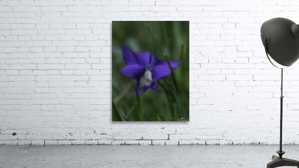 FLO 00455 Wall Preview