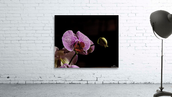 FLO 00425 Wall Preview
