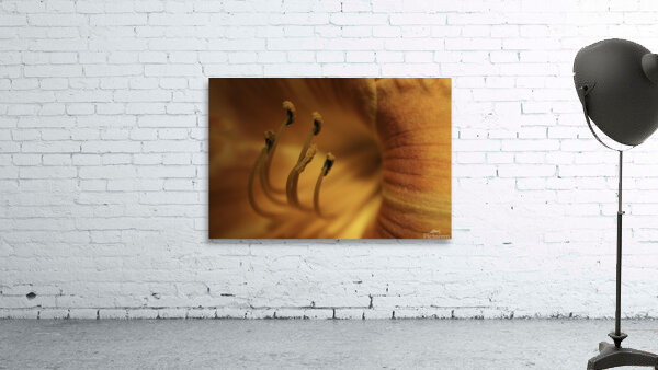 FLO 00419 Wall Preview