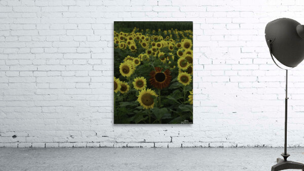 FLO 00447 Wall Preview