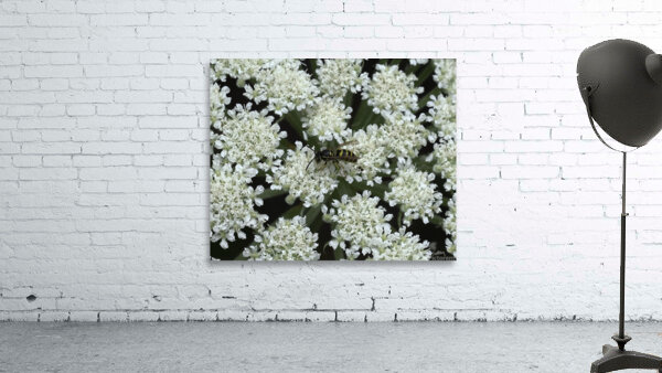 FLO 00484 Wall Preview