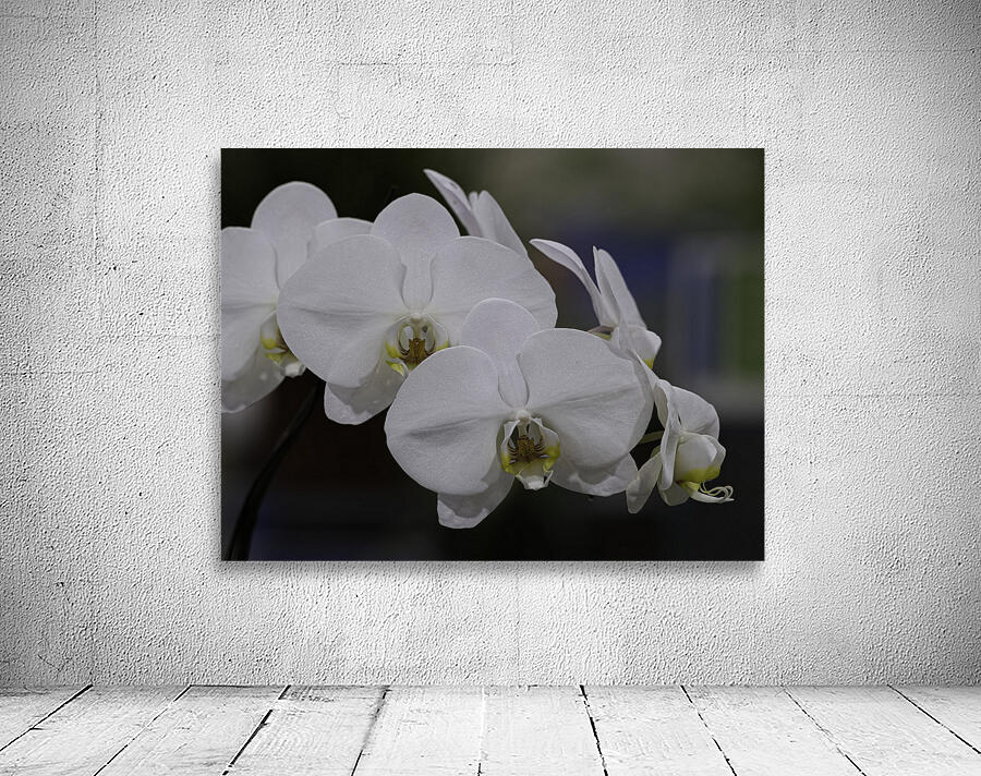 FLO 00498 Wall Preview