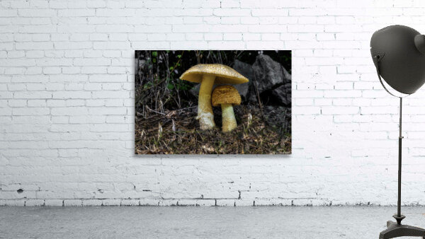 FLO 00472 Wall Preview
