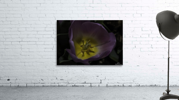 FLO 00495 Wall Preview