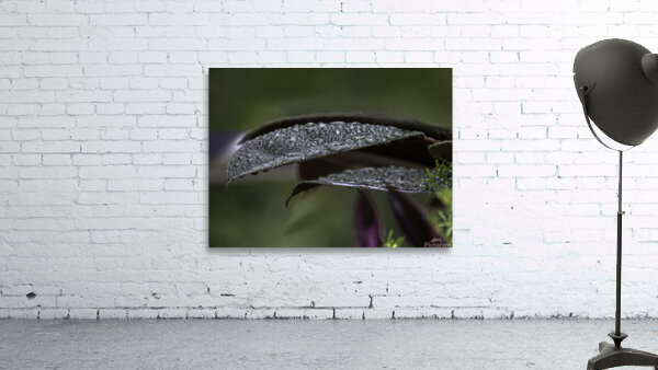 FLO 00492 Wall Preview