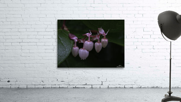 FLO 00481 Wall Preview