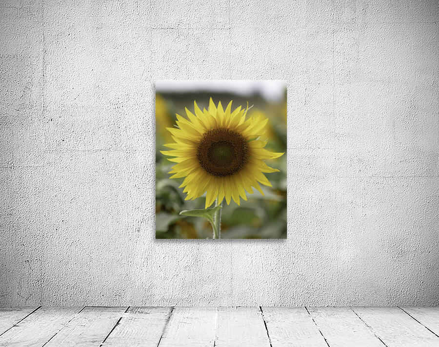 FLO 00488 Wall Preview