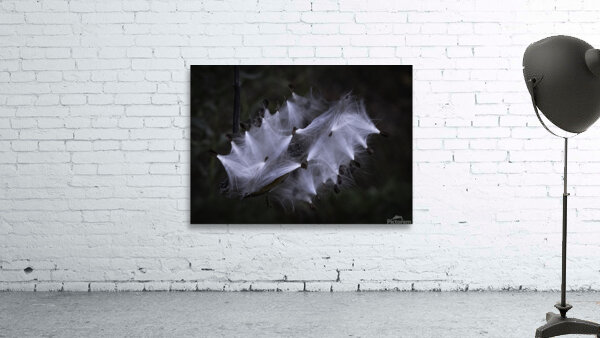 FLO 00463 Wall Preview
