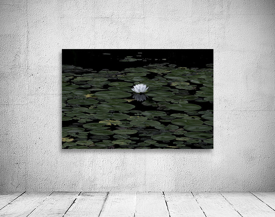 FLO 00461 Wall Preview