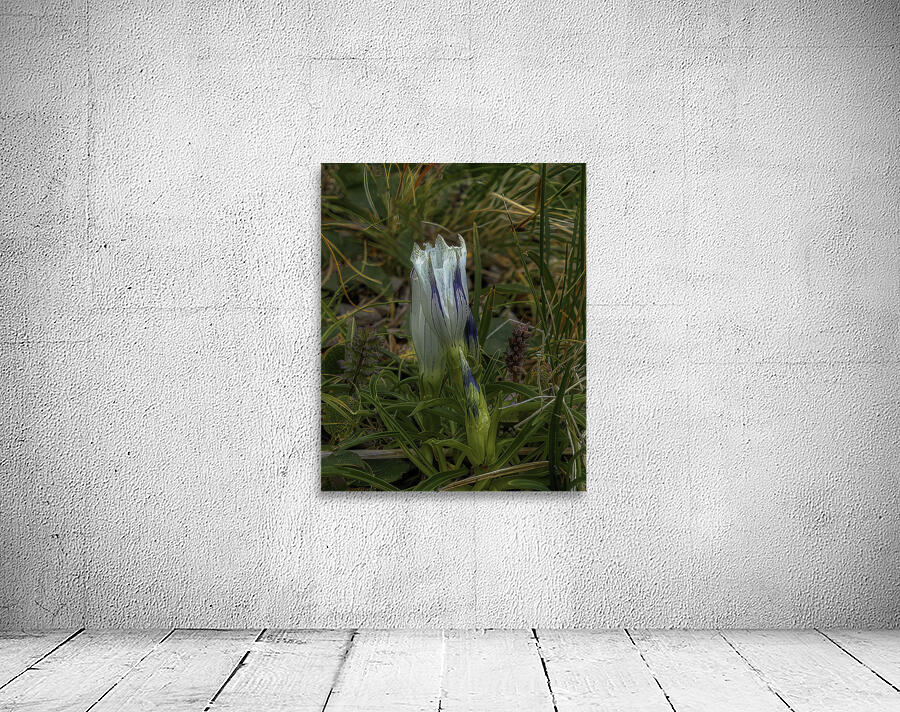 *FLO 00473 Wall Preview