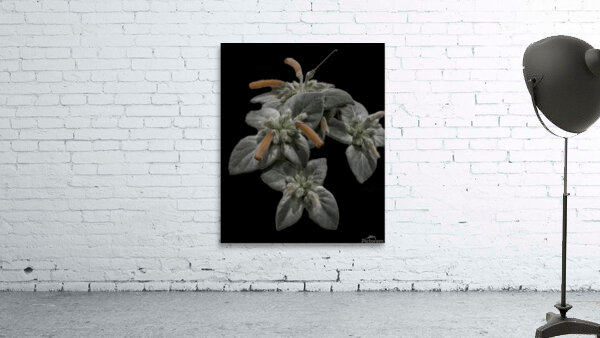 *FLO 00499 Wall Preview