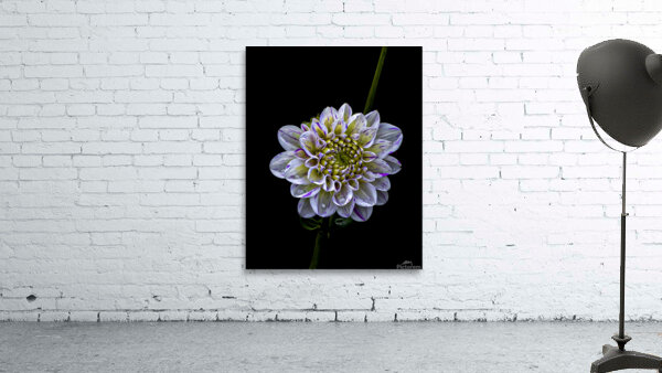 FLO 00485 Wall Preview