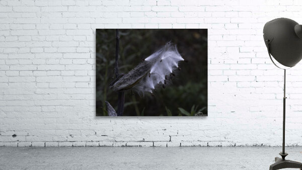 FLO 00464 Wall Preview