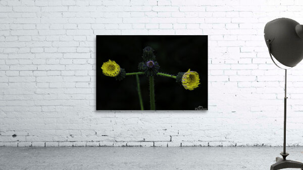 FLO 00478 Wall Preview