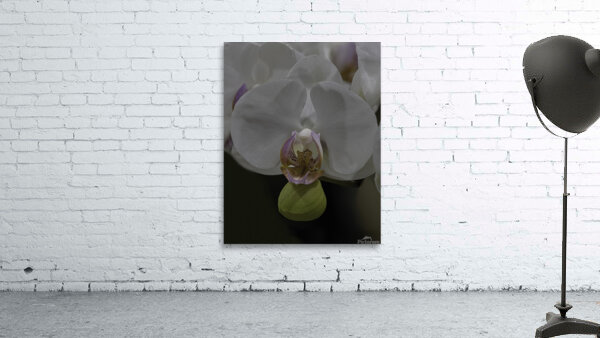 FLO 00497 Wall Preview