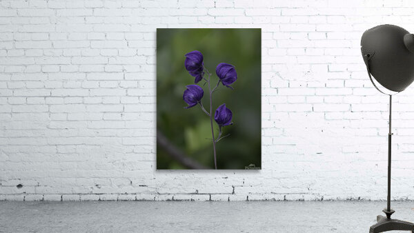 FLO 00477 Wall Preview