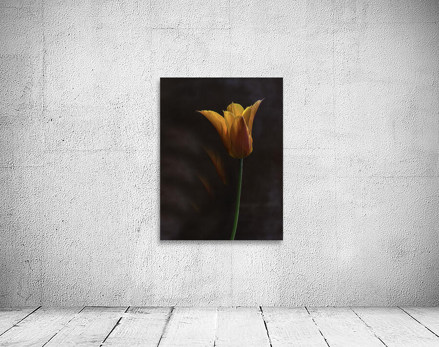 FLO 00516 Wall Preview