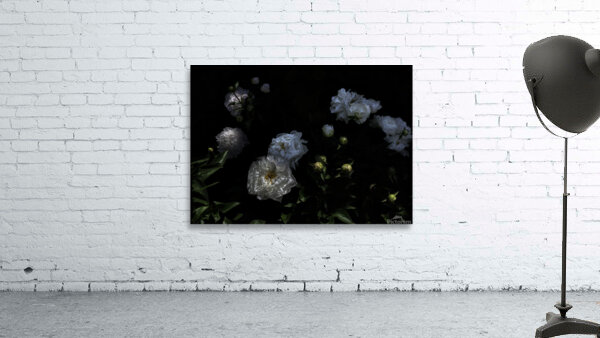 FLO 00537 Wall Preview
