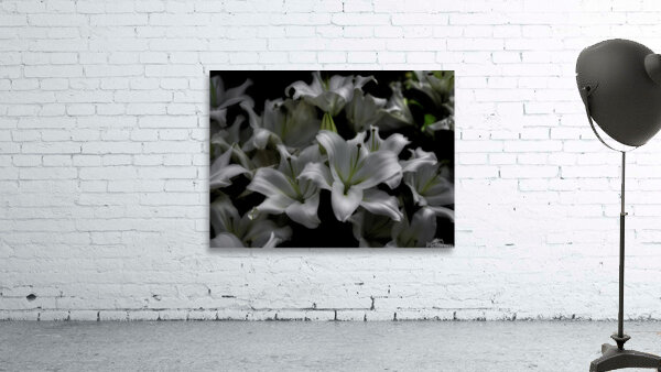 FLO 00543 Wall Preview