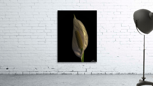 FLO 00528 Wall Preview