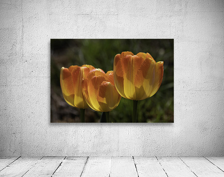 FLO 00518 Wall Preview