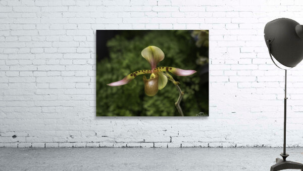 FLO 00549 Wall Preview