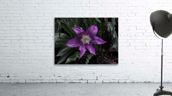 FLO 00523 Wall Preview