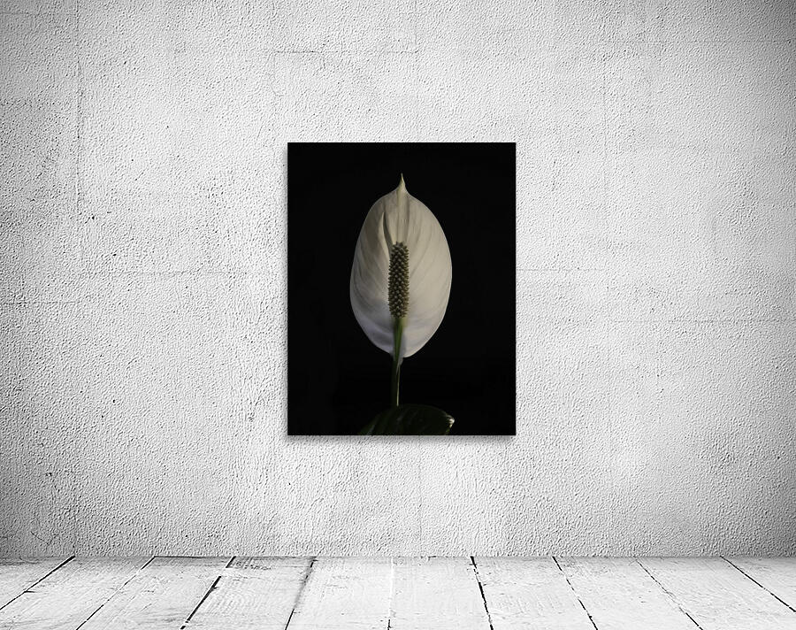 FLO 00527 Wall Preview