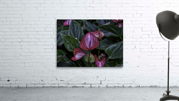 FLO 00545 Wall Preview