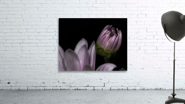 FLO 00525 Wall Preview