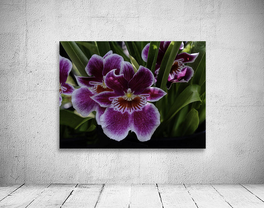 FLO 00547 Wall Preview