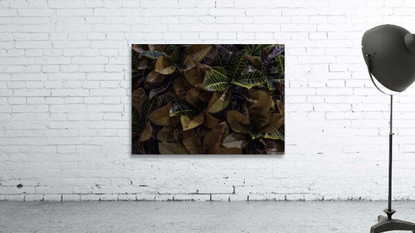 FLO 00508 Wall Preview