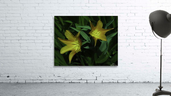 FLO 00515 Wall Preview