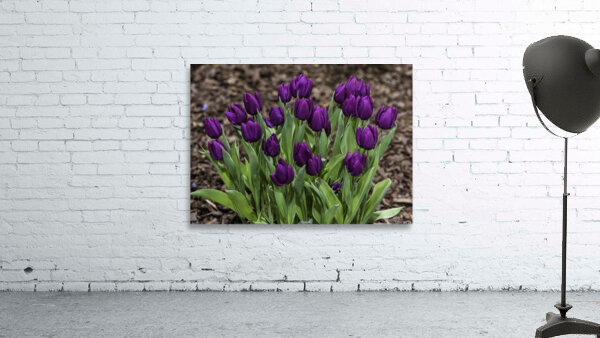 FLO 00507 Wall Preview