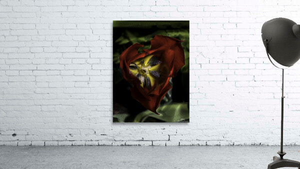 FLO 00511 Wall Preview