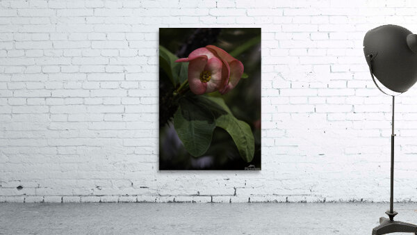 FLO 00505 Wall Preview