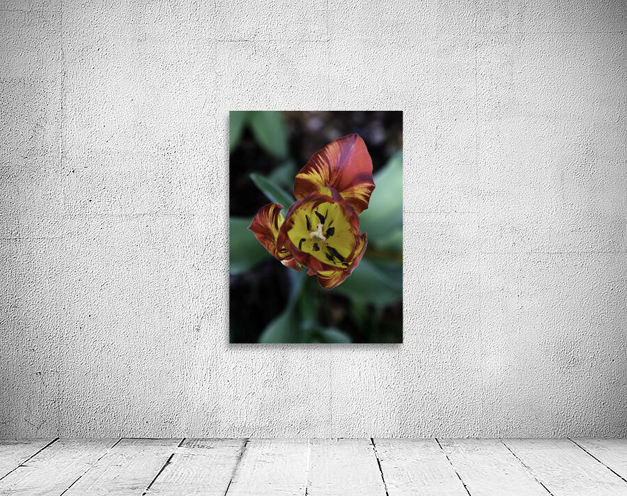 FLO 00512 Wall Preview