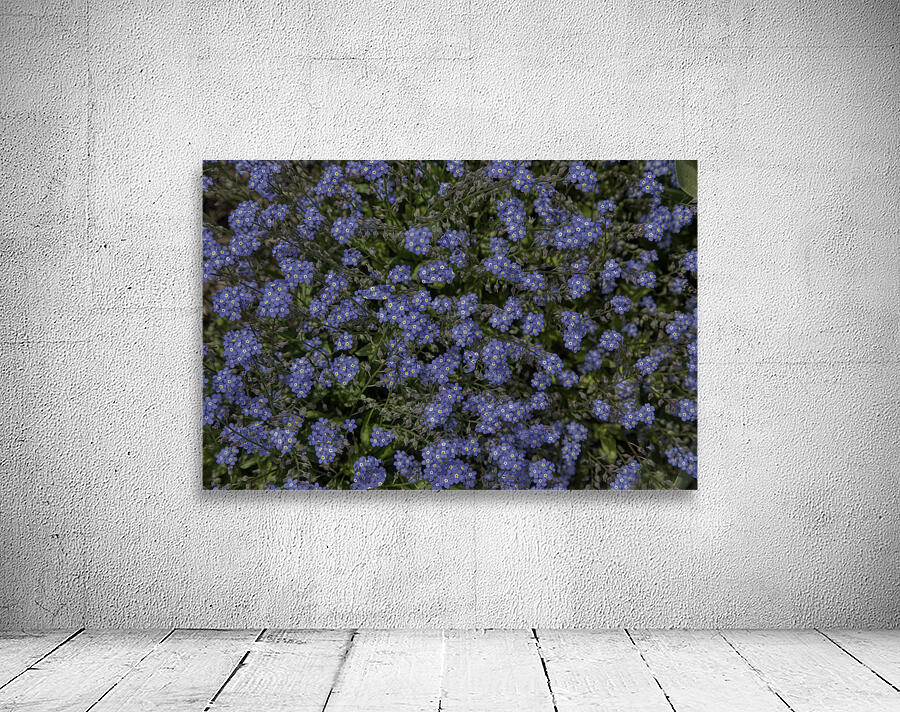 FLO 00557 Wall Preview
