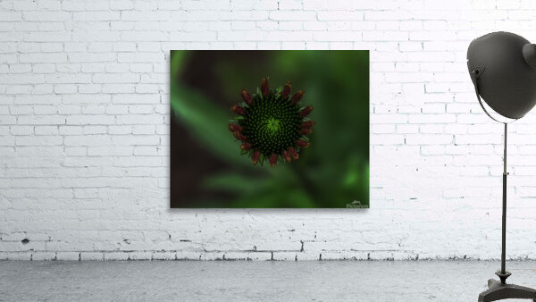 FLO 00576 Wall Preview