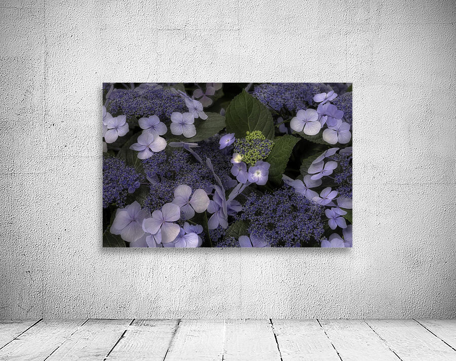 FLO 00553 Wall Preview