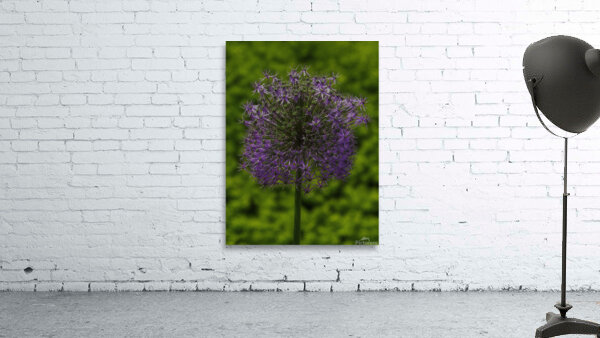 FLO 00556 Wall Preview