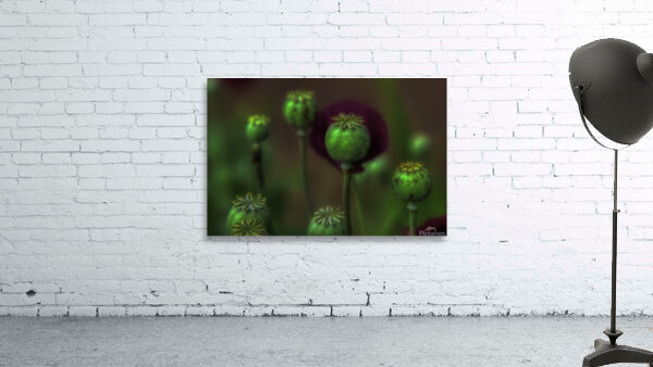 FLO 00574 Wall Preview