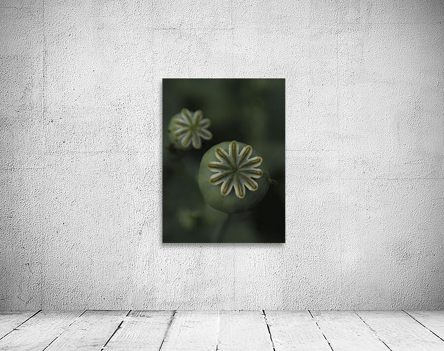 FLO 00599 Wall Preview
