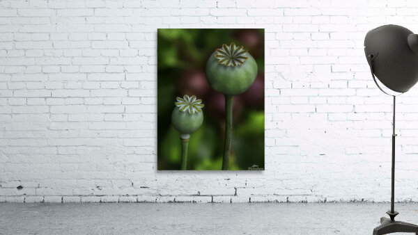 FLO 00595 Wall Preview